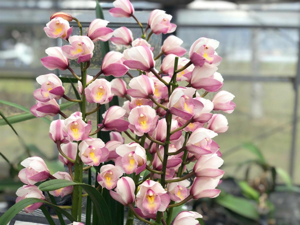 Bed and Breakfast Yufuin Flora House Exterior foto